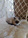 tres belle petite fille chaton sacre de birmanie pure race