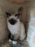 tres belle petite fille chaton sacre de birmanie pure race