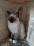 tres belle petite fille chaton sacre de birmanie pure race