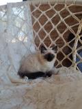 tres belle petite fille chaton sacre de birmanie pure race