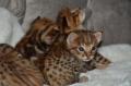 chatons Savannah de pure race