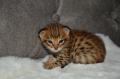 chatons Savannah de pure race