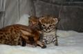 chatons Savannah de pure race