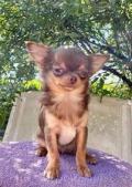 Superbe Chihuahua miniature