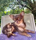 Superbe Chihuahua miniature