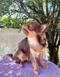 Superbe Chihuahua miniature