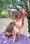 Superbe Chihuahua miniature