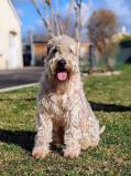 Vous aimez l'originalité ? Découvrez le Wheaten Terrier