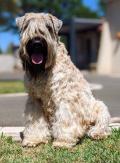 Vous aimez l'originalité ? Découvrez le Wheaten Terrier