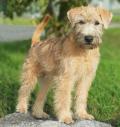 Vous aimez l'originalité ? Découvrez le Wheaten Terrier