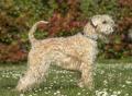 Vous aimez l'originalité ? Découvrez le Wheaten Terrier