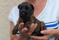 Vous aimez l'originalité ? Découvrez le Wheaten Terrier