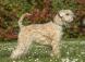 Vous aimez l'originalité ? Découvrez le Wheaten Terrier
