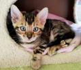 Merveilleux chatons bengals (LOS)