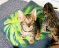 Merveilleux chatons bengals (LOS)