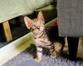 Merveilleux chatons bengals (LOS)