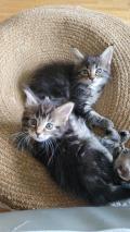 Chatons maine coon