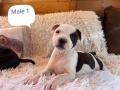 Chiots staffordshire bull terrier 