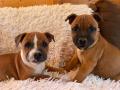 Chiots staffordshire bull terrier 