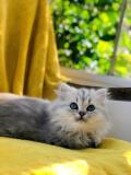 Magnifique Chaton Silver parents Loof