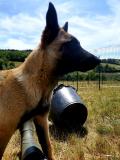 Malinois chiots et juniors lignées d'exception 