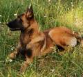 Malinois chiots et juniors lignées d'exception 