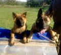 Malinois chiots et juniors lignées d'exception 