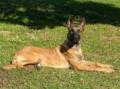 Malinois chiots et juniors lignées d'exception 