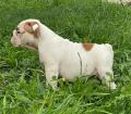 Bulldog Anglais LOF 3 mois 1/2