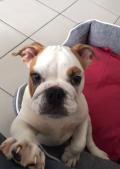 Bulldog Anglais LOF 3 mois 1/2