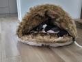 Panier pour chien igloo