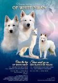 Chiots Bergers Blancs Suisse