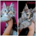 Chatons Maine Coon 