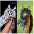 Chatons Maine Coon 