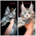 Chatons Maine Coon 