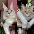 Chatons Maine Coon 