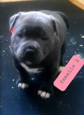 Chiots Staffie/Staffordshire bull terrier bleu lof