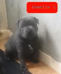 Chiots Staffie/Staffordshire bull terrier bleu lof