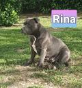 Chiots Staffie/Staffordshire bull terrier bleu lof