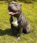 Chiots Staffie/Staffordshire bull terrier bleu lof