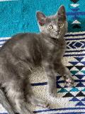 Chatons Bleu Russe 