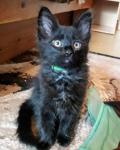 Chaton Angora Turc