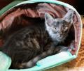 Chaton Angora Turc