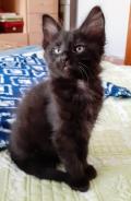 Chaton Angora Turc