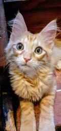 Chaton Angora Turc