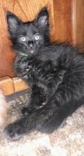 Chaton Angora Turc