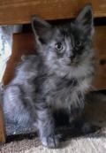 Chaton Angora Turc