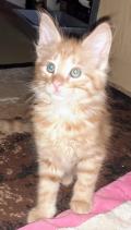 Chaton Angora Turc