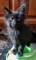 Chaton Angora Turc