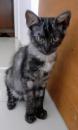 Chaton Angora Turc